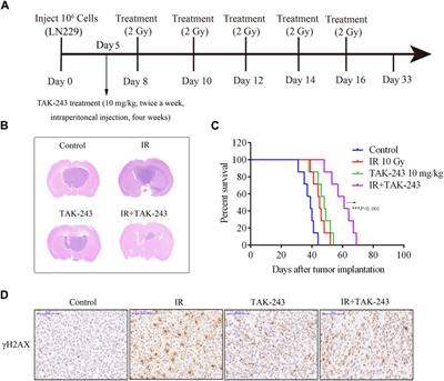 UBA1 inhibition contributes radiosensitization of glioblastoma cells via blocking DNA damage repair